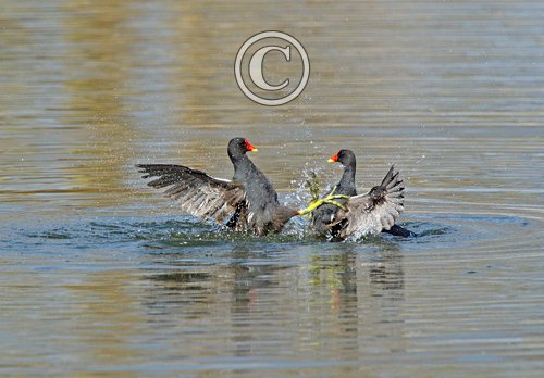 Moorhens Fighting 3
